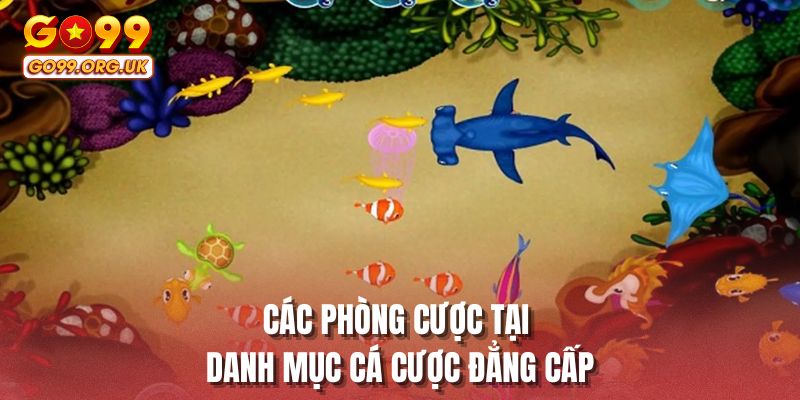 Các phòng cược tại danh mục cá cược đẳng cấp